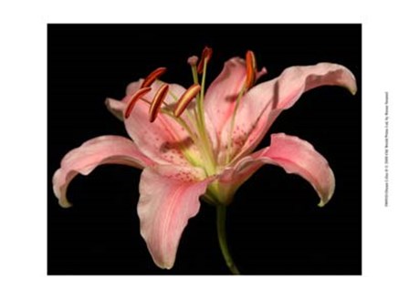 Dream Lilies II by Renee Stramel art print