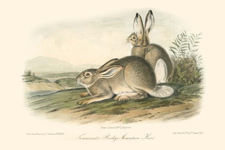 Rocky Mountain Hare by John Woodhouse Audubon art print