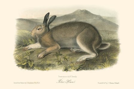 Polar Hare by John Woodhouse Audubon art print