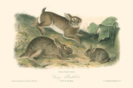 Grey Rabbit by John Woodhouse Audubon art print