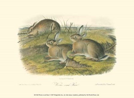 Worm-wood Hare by John Woodhouse Audubon art print