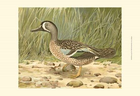 Blue-wing Teal by John L. Ridgway art print