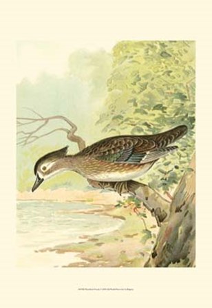 Woodduck Female by John L. Ridgway art print