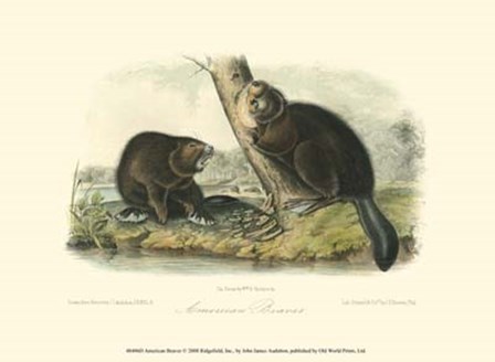 American Beaver by John Woodhouse Audubon art print