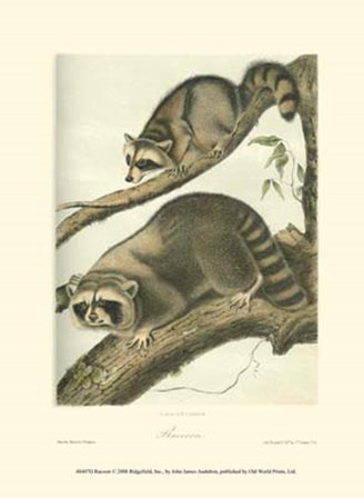 Racoon by John Woodhouse Audubon art print