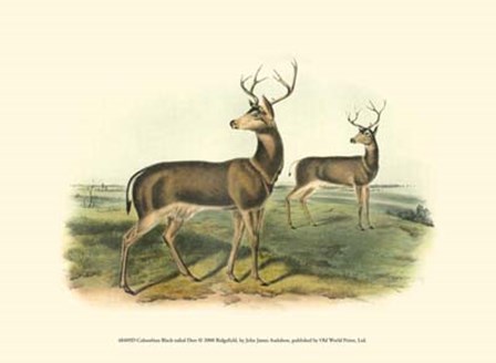 Columbian Black-tailed Deer by John Woodhouse Audubon art print