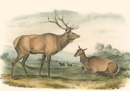 American Elk and Deer by John Woodhouse Audubon art print