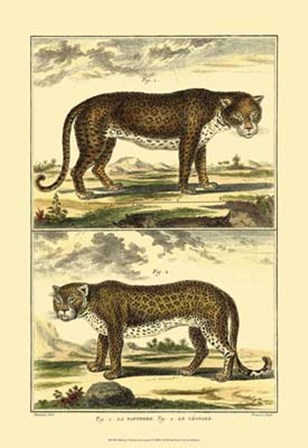 Panther and Leopard by Denis Diderot art print