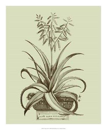 Vintage Aloe II by Abraham Munting art print