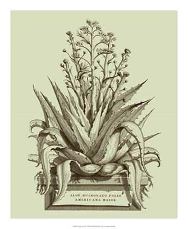 Vintage Aloe IV by Abraham Munting art print