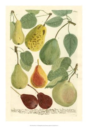 Plentiful Pears I by Johann Wilhelm Weinmann art print