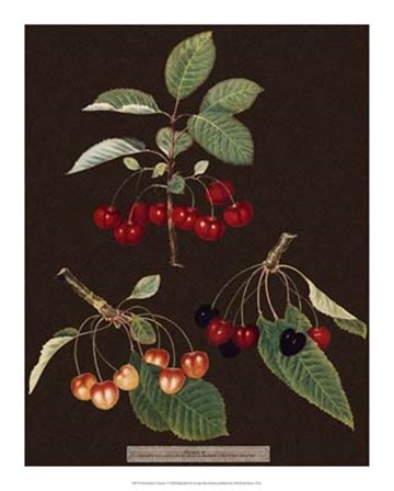 Cherries by George Brookshaw art print