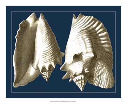 Conch Shells on Navy I by Vision Studio art print
