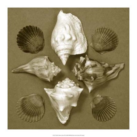 Shell Collector Series III by Renee Stramel art print