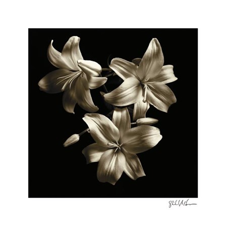 Three Lilies by Michael Harrison art print