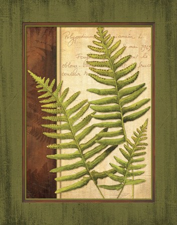 Fern Grotto III by Delphine Corbin art print