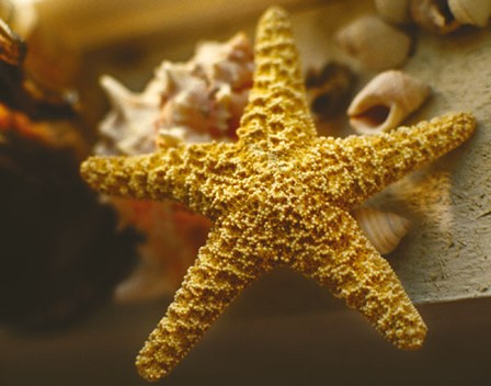 Starfish I by Phillip Clayton-Thompson art print