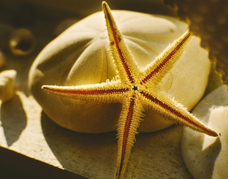 Starfish II by Phillip Clayton-Thompson art print