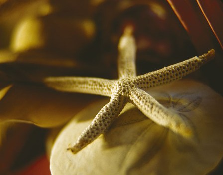 Starfish III by Phillip Clayton-Thompson art print