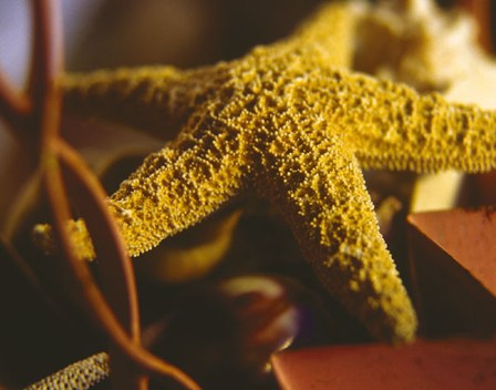 Starfish IV by Phillip Clayton-Thompson art print