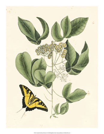 Butterfly and Botanical II by Marc Catesby art print