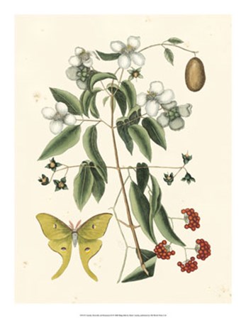 Butterfly and Botanical III by Marc Catesby art print