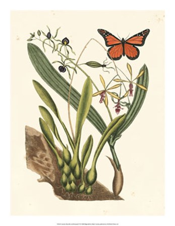 Butterfly and Botanical IV by Marc Catesby art print