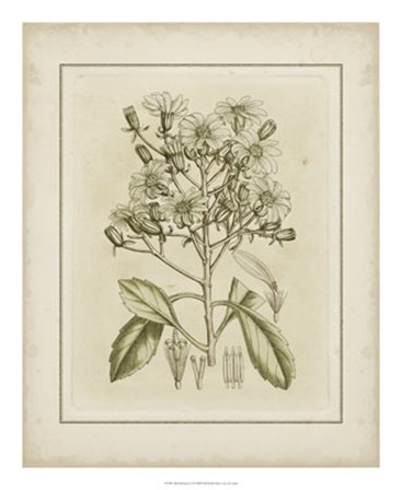 Tinted Botanical I by Samuel Curtis art print