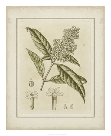 Tinted Botanical II by Samuel Curtis art print