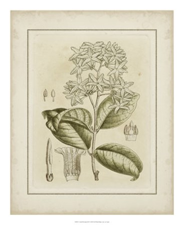 Tinted Botanical III by Samuel Curtis art print