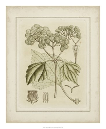 Tinted Botanical IV by Samuel Curtis art print