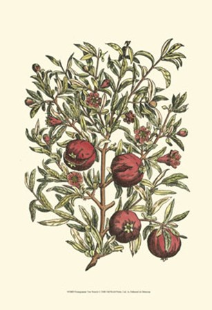 Pomegranate Tree Branch by Duhamel De Monceau art print