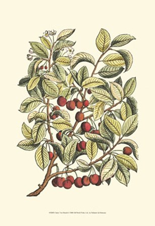 Cherry Tree Branch by Duhamel De Monceau art print