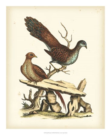 Regal Pheasants I by George Edwards art print