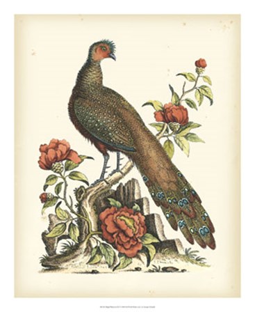 Regal Pheasants III by George Edwards art print