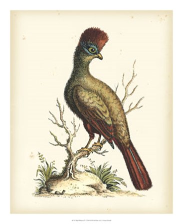 Regal Pheasants IV by George Edwards art print