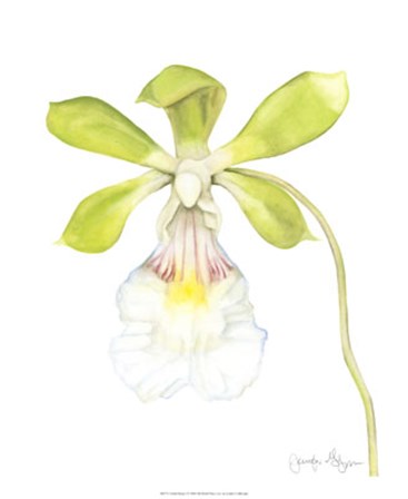Orchid Beauty I by Jennifer Goldberger art print
