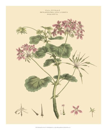 Blushing Pink Florals IV by John Miller art print