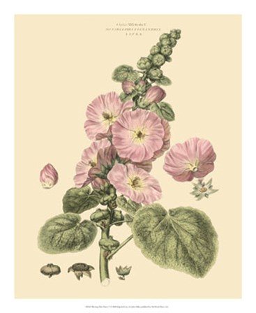 Blushing Pink Florals V by John Miller art print
