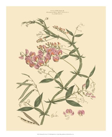 Blushing Pink Florals VI by John Miller art print