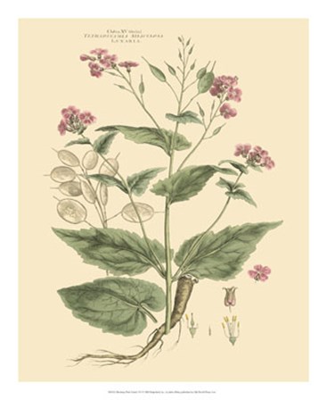 Blushing Pink Florals VII by John Miller art print