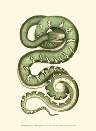 Vibrant Snake I by Frederick P. Nodder art print