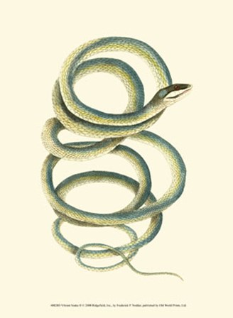 Vibrant Snake II by Frederick P. Nodder art print