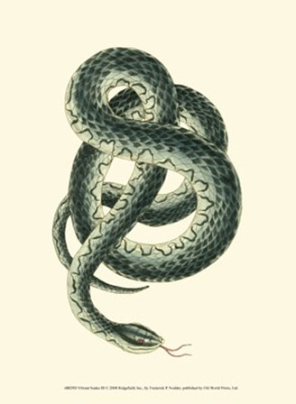 Vibrant Snake III by Frederick P. Nodder art print