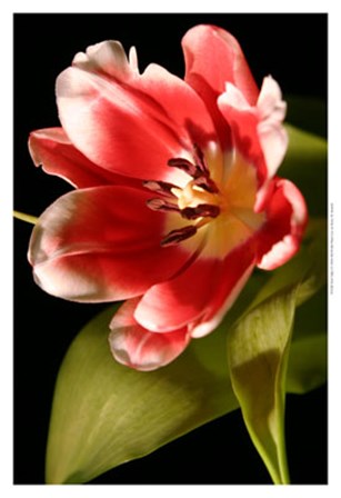 Red Tulip I by Renee Stramel art print