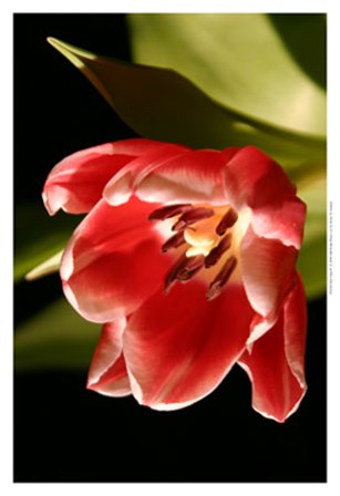Red Tulip IV by Renee Stramel art print