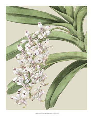 Orchid Blooms I by Vision Studio art print