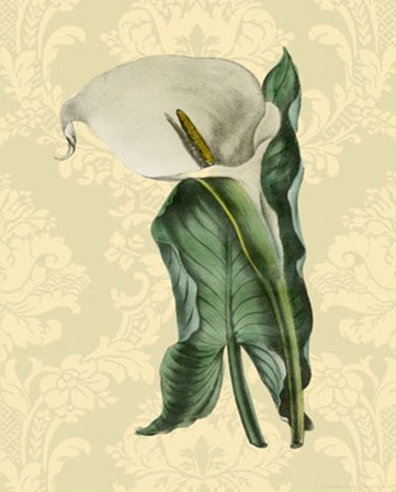 Calla with background (A) by Apogee Services art print