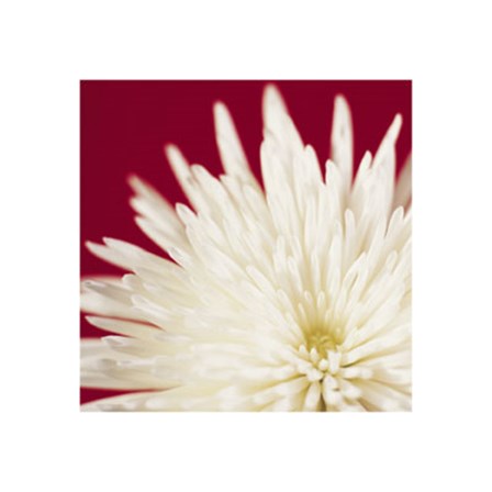 Chrysanthemum, White on Dark Red art print