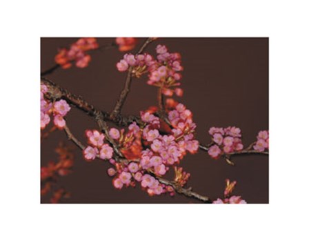 Apple Blossom art print